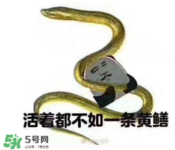 七彩皮皮鱔我們往死里鉆是什么意思？七彩皮皮鱔我們?nèi)€好地方是什么意思？
