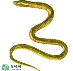 七彩皮皮鱔我們往死里鉆是什么意思？七彩皮皮鱔我們?nèi)€好地方是什么意思？
