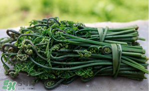 蕨菜能吃嗎？蕨菜可以吃嗎？