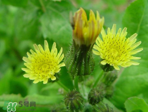 苦菜什么時(shí)候有？苦菜幾月份有？