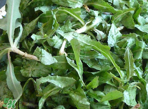 苦菜什么時(shí)候有？苦菜幾月份有？