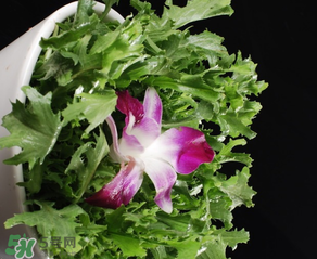 苦菜什么時(shí)候有？苦菜幾月份有？
