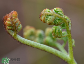 吃蕨菜會過敏嗎？皮膚過敏能吃蕨菜嗎？