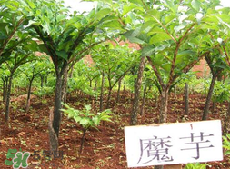 魔芋什么味道？怎么去除魔芋味道？