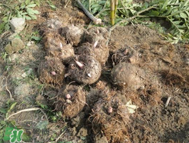 魔芋什么時候種植？魔芋怎么種植技術？