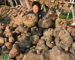 魔芋什么時候種植？魔芋怎么種植技術？