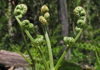 野生蕨菜多少錢一斤？蕨菜多少錢一斤？