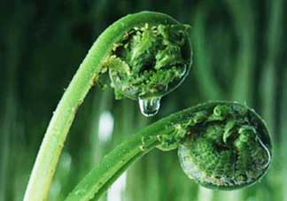 吃蕨菜會過敏嗎？皮膚過敏能吃蕨菜嗎？