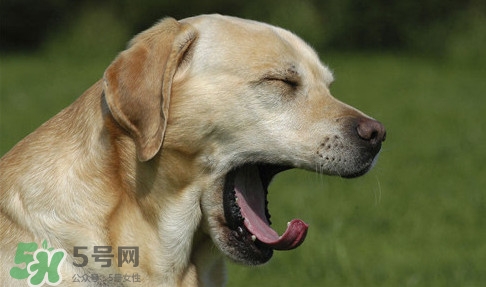 打哈欠會(huì)傳染嗎？打哈欠會(huì)不會(huì)傳染