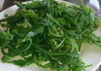 蕨菜是發物嗎？蕨菜是不是發物嗎？