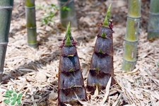 春筍上市如何買到鮮美竹筍？新鮮春筍怎么挑？