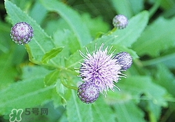 刺兒菜的營養價值_刺兒菜的功效與作用及食用方法