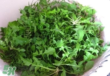 護生草的營養價值_護生草的功效與作用及食用方法