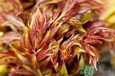 香椿芽的營養價值_香椿芽的功效與作用及食用方法