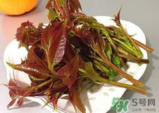 香椿芽的營養價值_香椿芽的功效與作用及食用方法