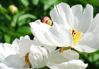 白芍可以美白嗎？白芍怎么美白？
