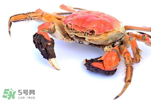 五月份可以吃螃蟹嗎？5月份可以吃螃蟹嗎？