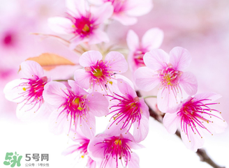 五月份還有櫻花嗎？日本5月份還有櫻花嗎？