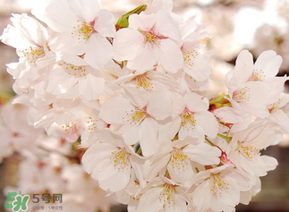 五月份還有櫻花嗎？日本5月份還有櫻花嗎？
