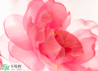 五月份還有櫻花嗎？日本5月份還有櫻花嗎？