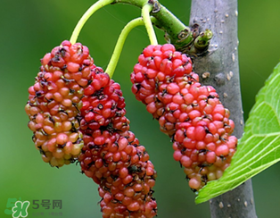 桑葚什么時候結果？桑葚幾年結果？