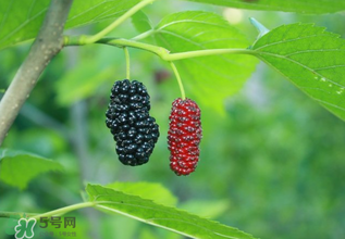 桑葚什么時候結果？桑葚幾年結果？