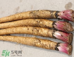 東洋參的營養價值_東洋參的功效與作用及食用方法