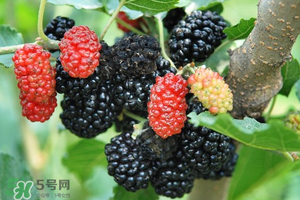 桑葚酸嗎？桑葚為什么酸？