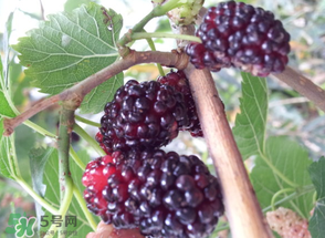 桑葚發霉了還能吃嗎？桑葚發霉了還能泡酒嗎？