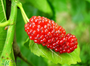 桑葚變紅了可以吃嗎？桑葚發紅可以吃嗎？