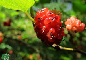 桑葚變紅了可以吃嗎？桑葚發紅可以吃嗎？