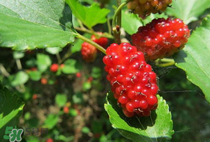 桑葚變紅了可以吃嗎？桑葚發紅可以吃嗎？
