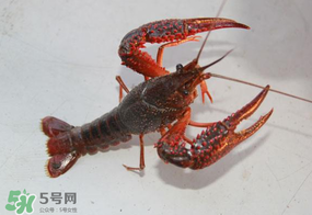 四月份能釣龍蝦嗎？4月份能釣龍蝦嗎？