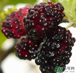 桑葚不甜怎么辦？桑葚不甜怎么變甜？