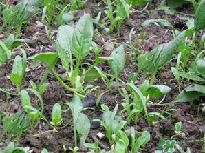 4月份可以種菠菜嗎？菠菜幾月份種？