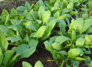 4月份可以種菠菜嗎？菠菜幾月份種？
