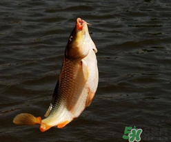 四月份可以釣鯉魚嗎？四月份怎么釣鯉魚？