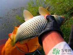 四月份可以釣鯉魚嗎？四月份怎么釣鯉魚？