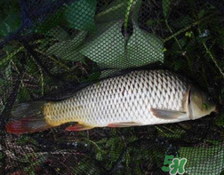四月份可以釣鯉魚嗎？四月份怎么釣鯉魚？