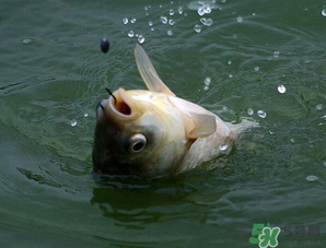 四月份能釣魚嗎？四月份釣什么魚？