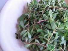 瓜子菜的營養價值_瓜子菜的功效與作用及食用方法