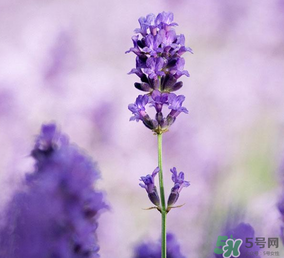 4月份有薰衣草嗎？四月份薰衣草開了嗎？