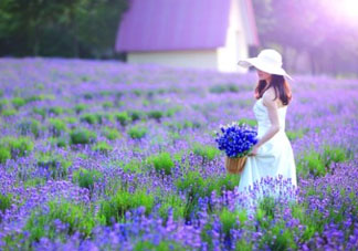 4月份有薰衣草嗎？四月份薰衣草開(kāi)了嗎？
