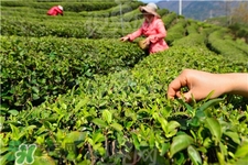 2017明前茶什么時候上市?明前茶和明后茶區別