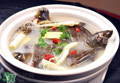 懷孕初期能吃甲魚嗎？懷孕初期可以吃甲魚嗎？