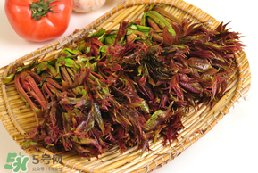 香椿為什么會苦？香椿苦味怎么回事？
