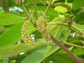 構樹花孕婦能吃嗎？構樹花孕婦可以吃嗎？