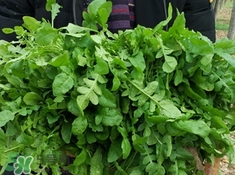 菱角菜是發物嗎?菱角菜孕婦可以吃嗎?