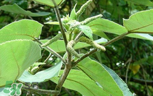 構(gòu)樹(shù)穗孕婦能吃嗎？孕婦能吃構(gòu)樹(shù)穗嗎？