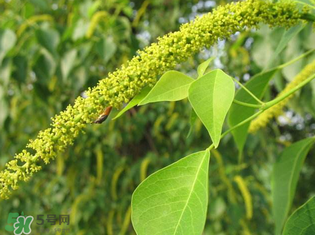 構(gòu)樹(shù)穗孕婦能吃嗎？孕婦能吃構(gòu)樹(shù)穗嗎？